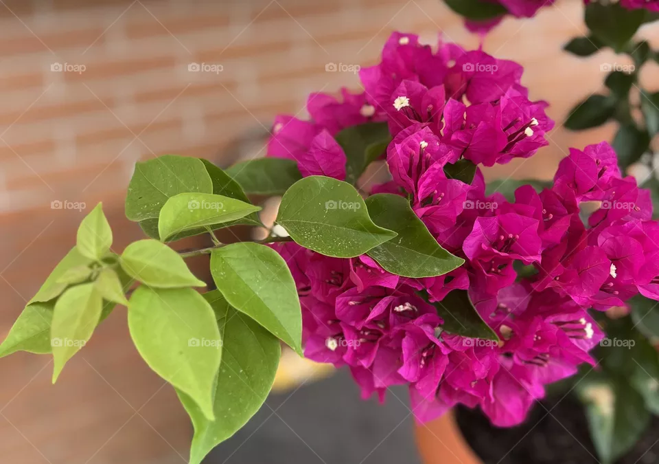 Fiore 