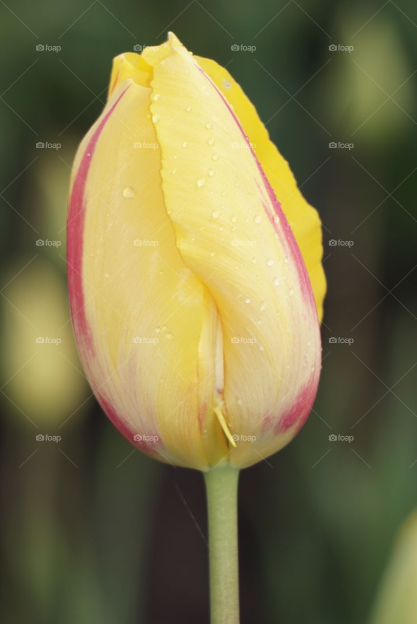 Tulip. Hot this shot between the rain spurts out on the Tulip farm 