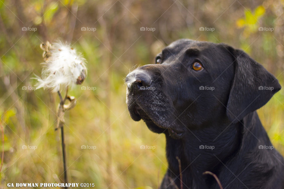 Black Labrador  and Dandelion