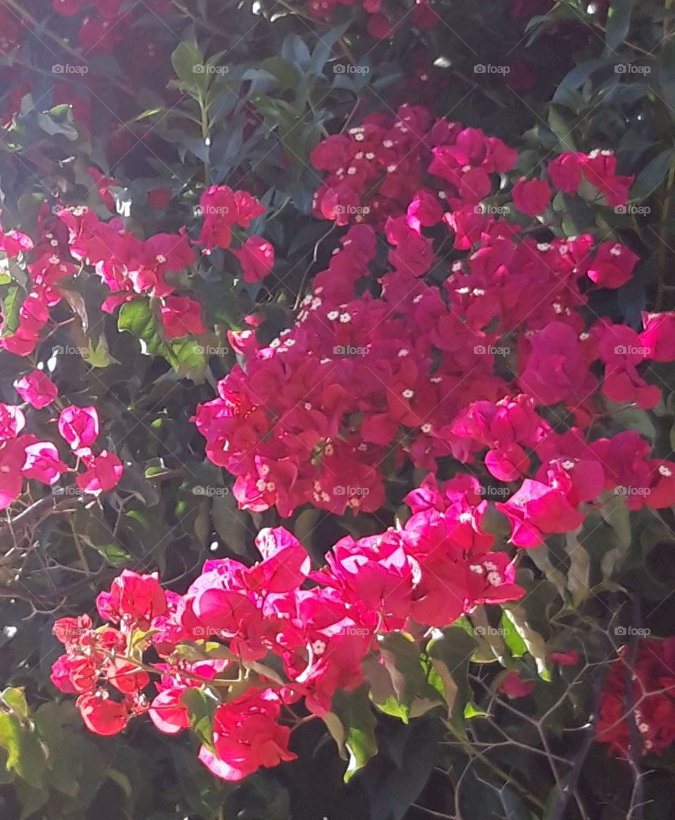 bougainvillee a Cascais
