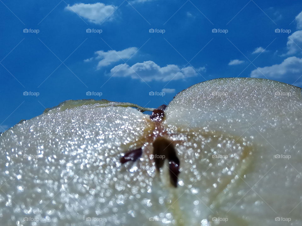 Apple and Sky 2 (3:4)