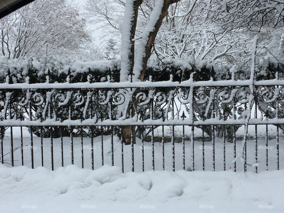 Snow sticking to the fence and bushes