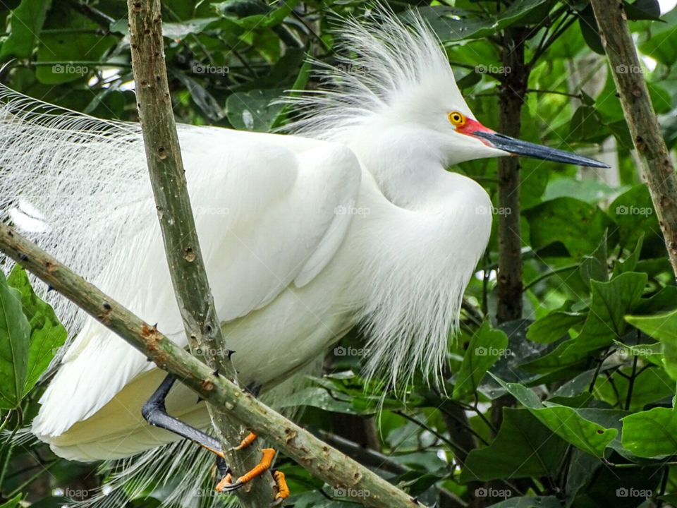Snowy Egret in tree