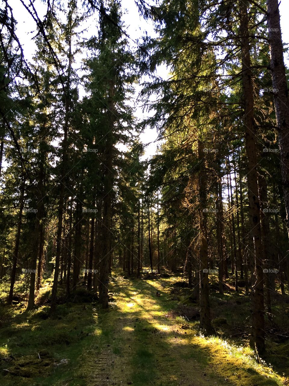 Wood, Tree, Nature, Landscape, No Person