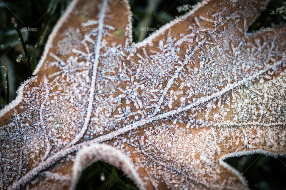 Frozen leaf