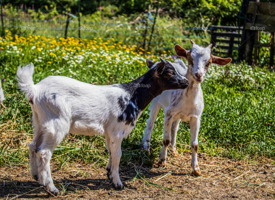 Male and female juvenile goats, surrounded by greenery and sunshine