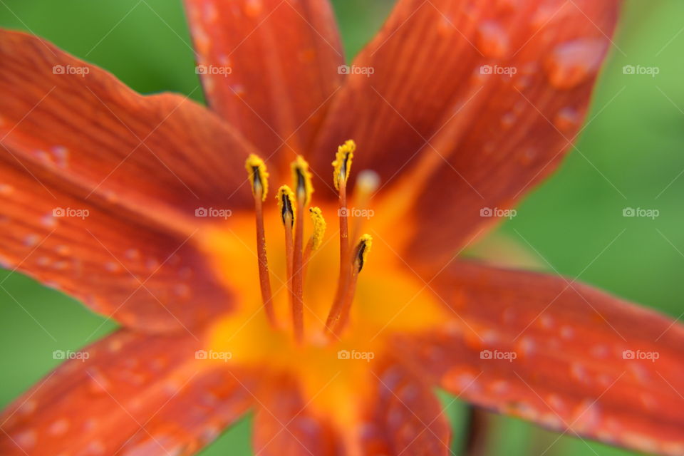 daylily