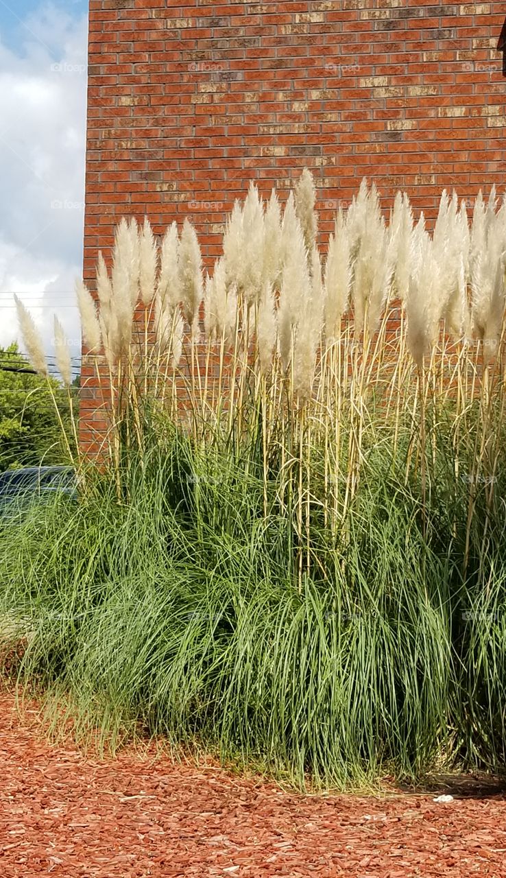 Pompas grass with brick wall in background. Sunlight highlights  the plumes.