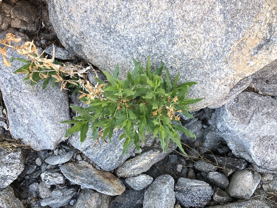 Small plant in a desert wash