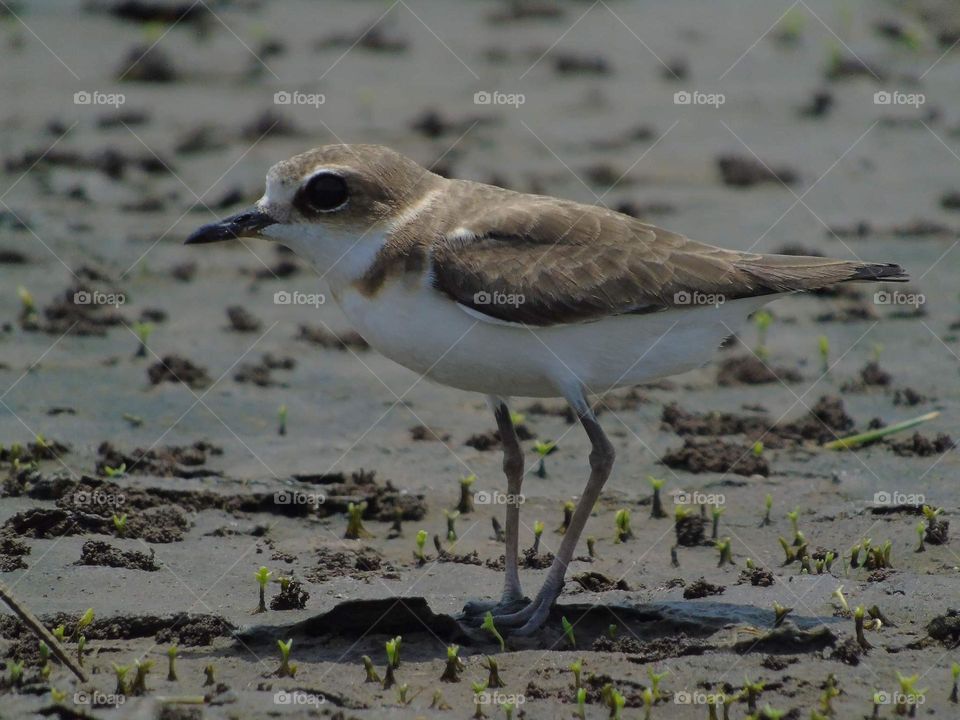 Kentish plover. Beauty clear white abdominal side from the throat until vent. One kind migratory species of shorebird .