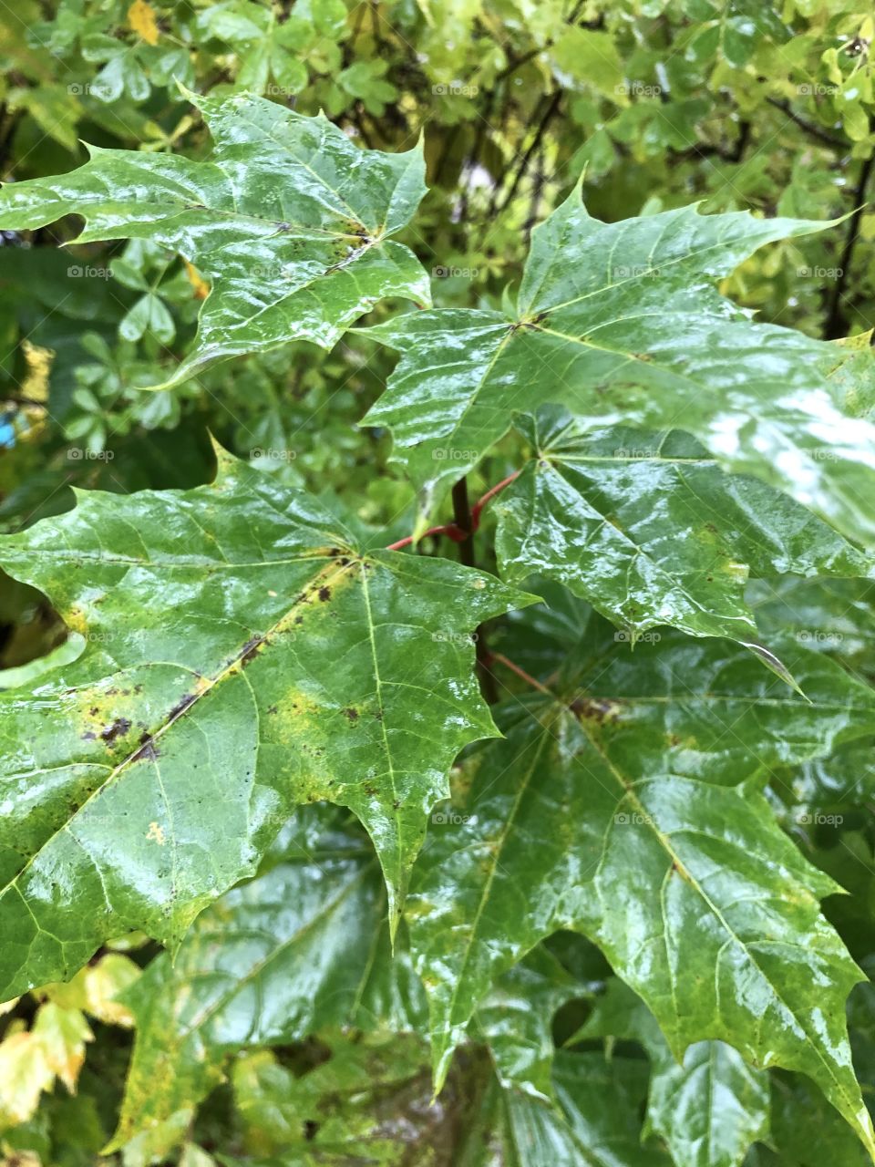 Капли дождя 