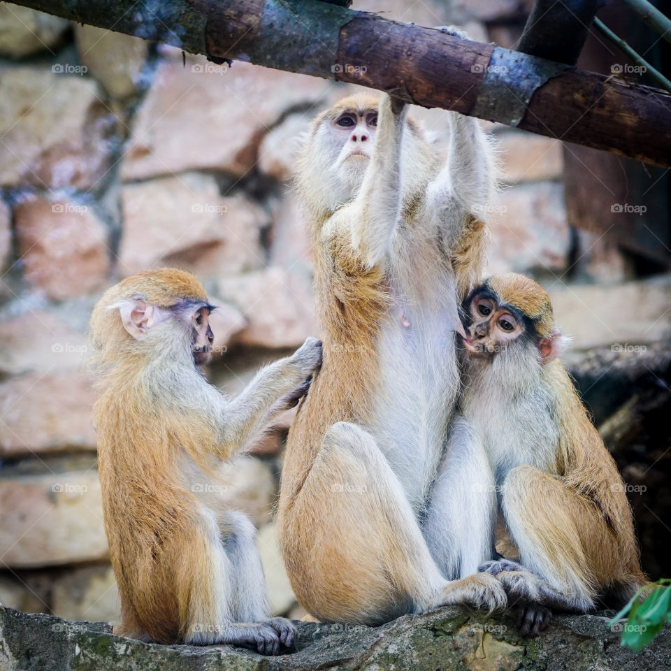 friendly monkey family with baby monkey
