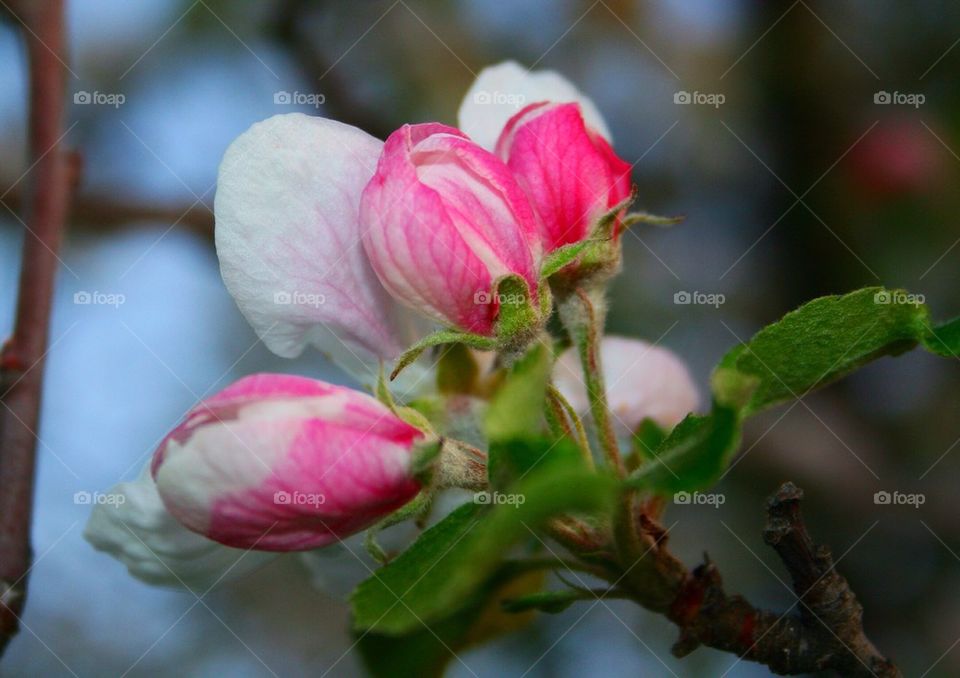 Apple Blossoms 