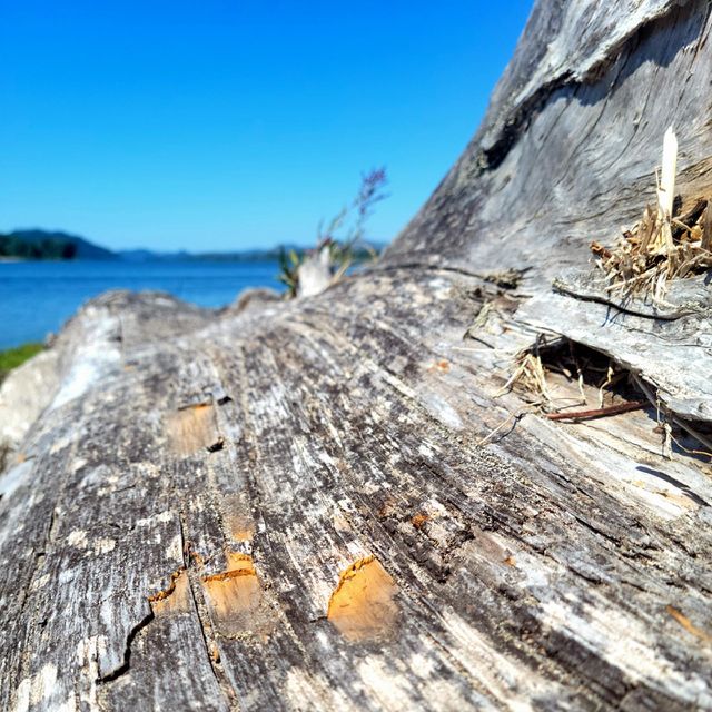 drift wood