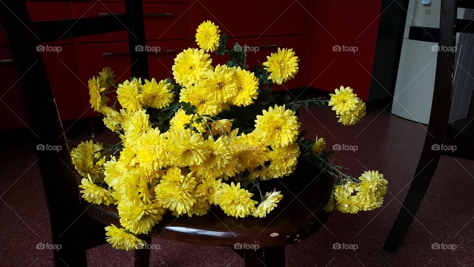 Yellow chrysanthemum