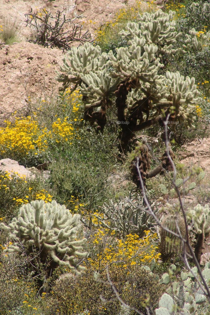 Spring in the Arizona Desert