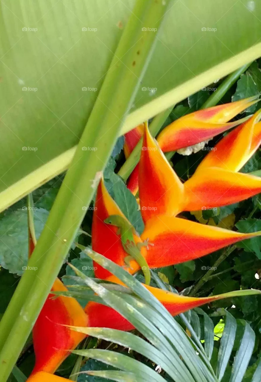 color love