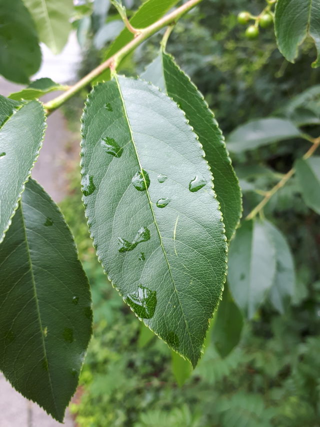 Raining