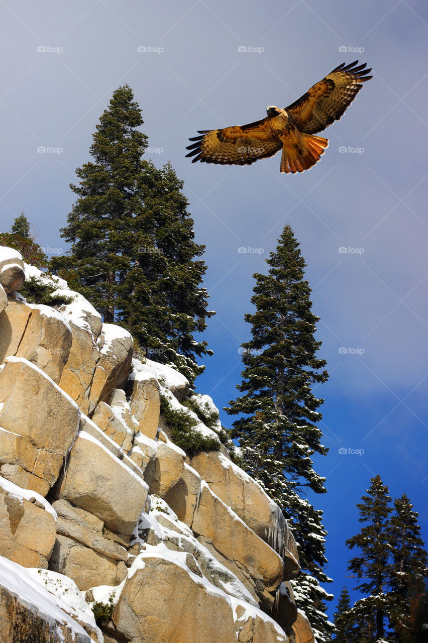 Low angle view of eagle flying