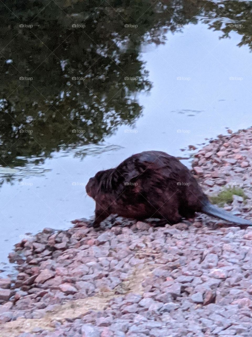 Beaver headed for the pond