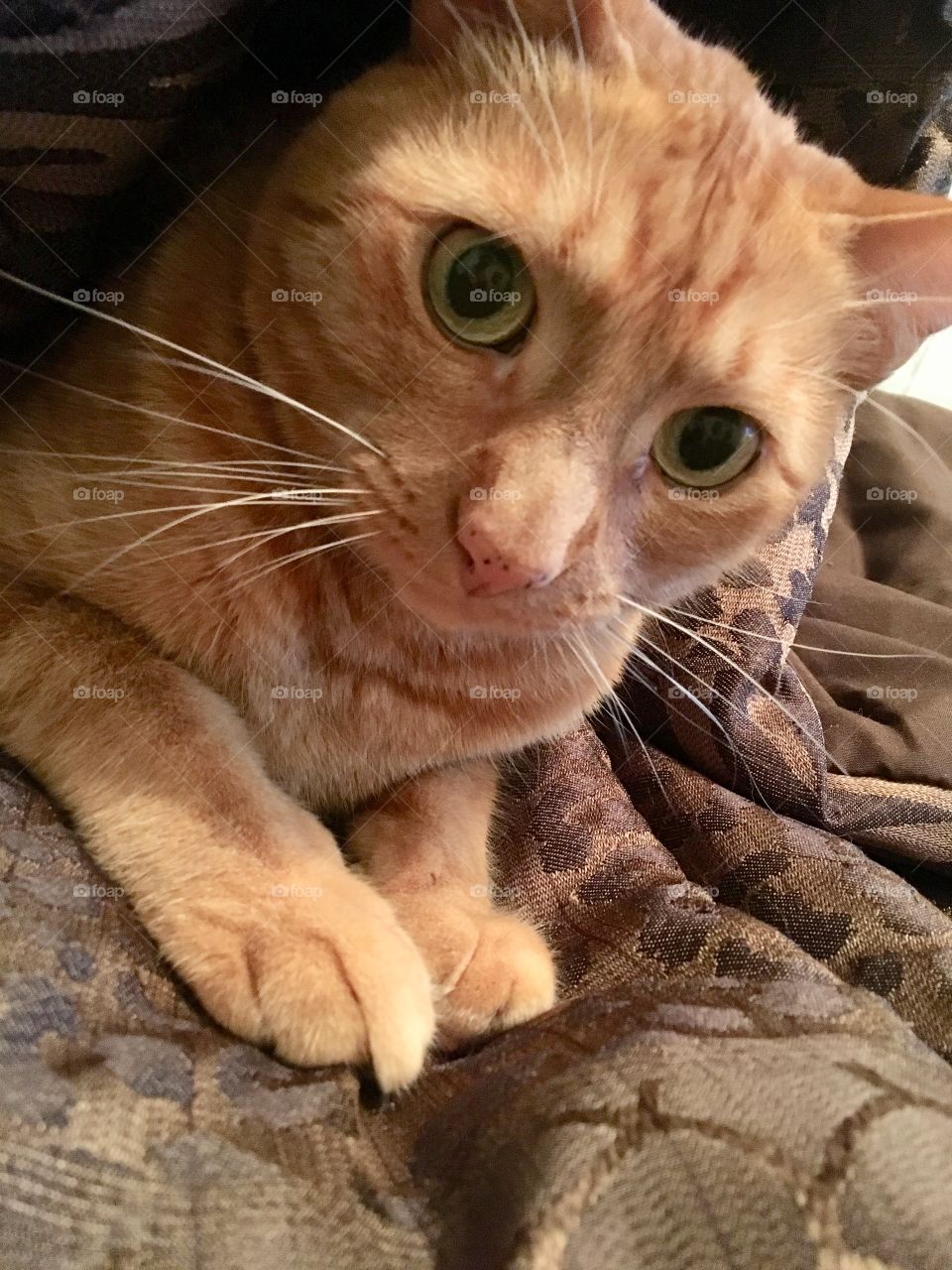 Ginger kitty snuggled up in blankets