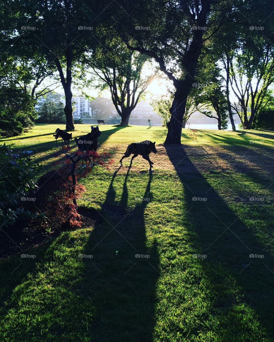 Running with the wolves
