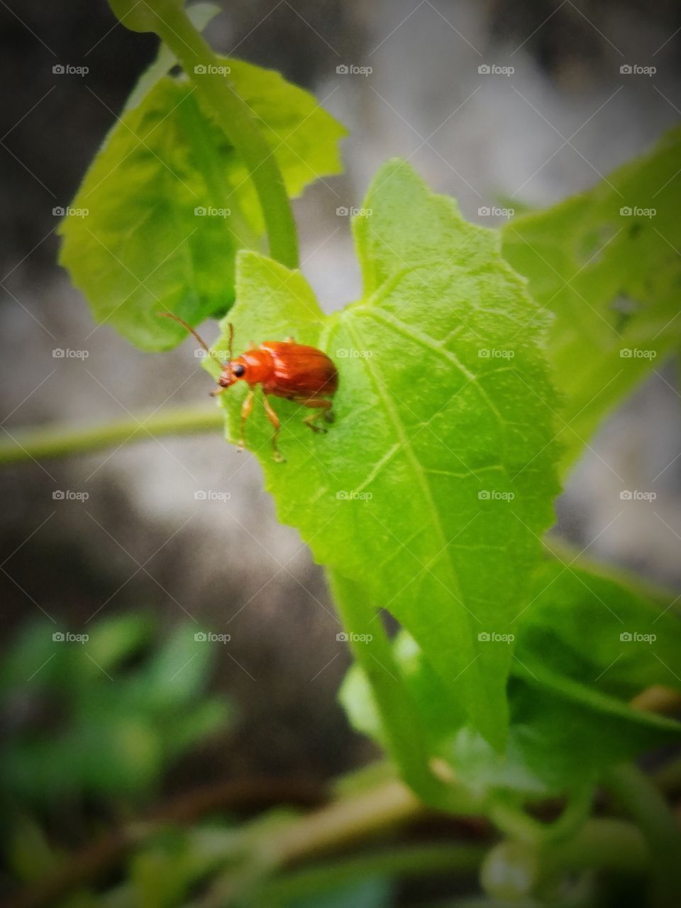A Very Beautiful & Little Bug Animal With green Leaf.
