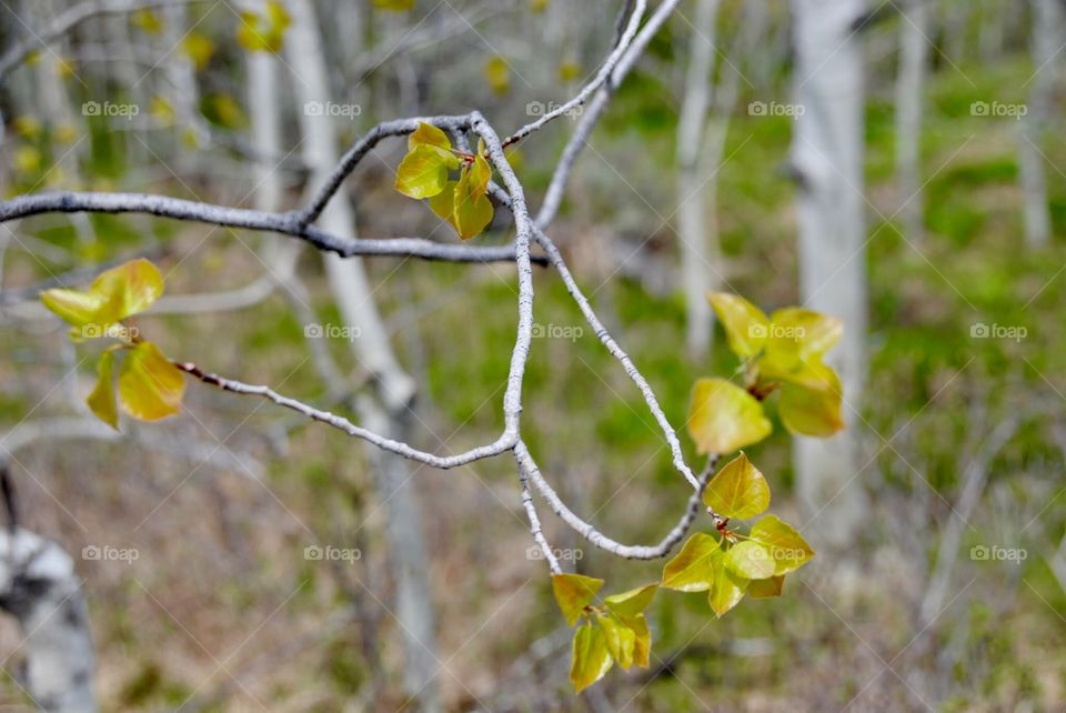 Young Aspen Leaves 