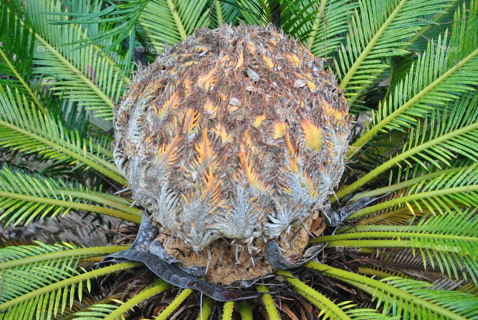 Palm tree close-up