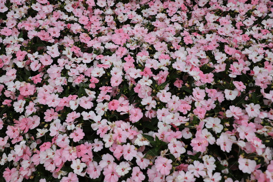 Pink summer flowers closeup