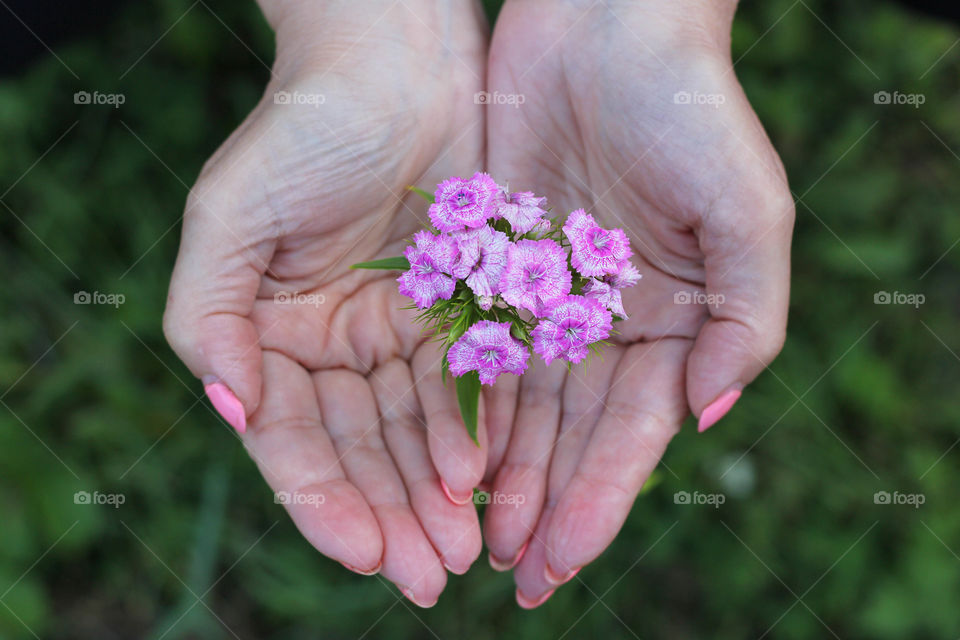 Beautiful pink flowers in my hands
