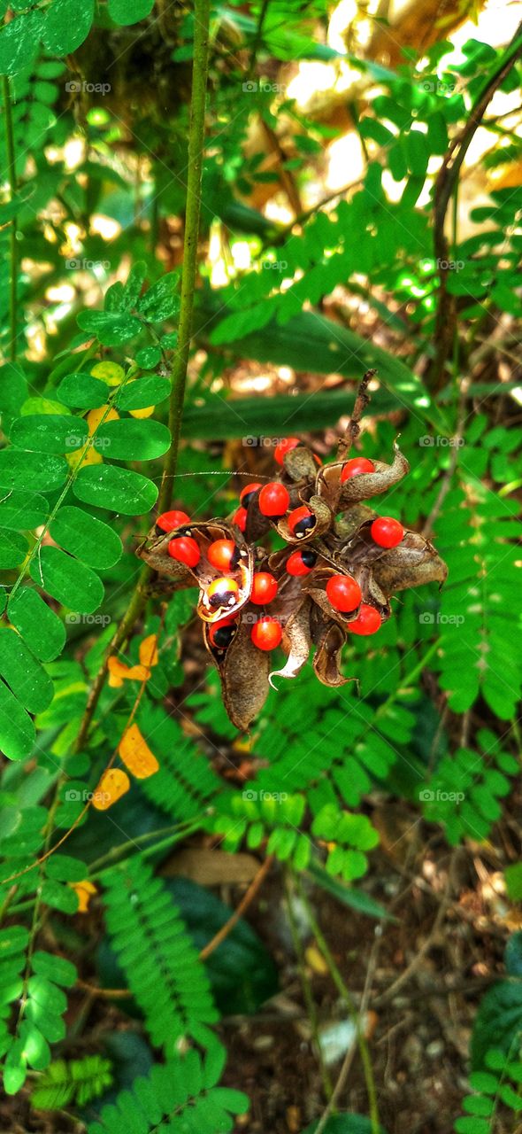 Saga leaves are used to relieve coughs. A few sprigs of fresh leaves are soaked in boiling water, after cooling the water is filtered and drunk