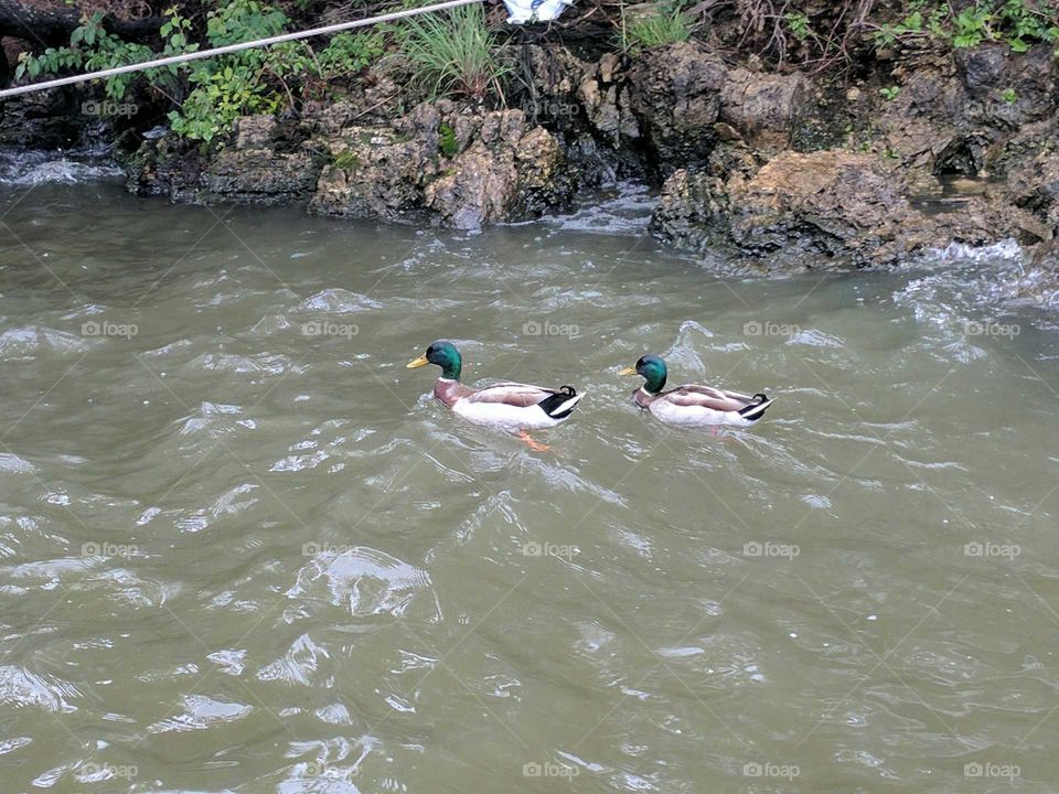 ducks