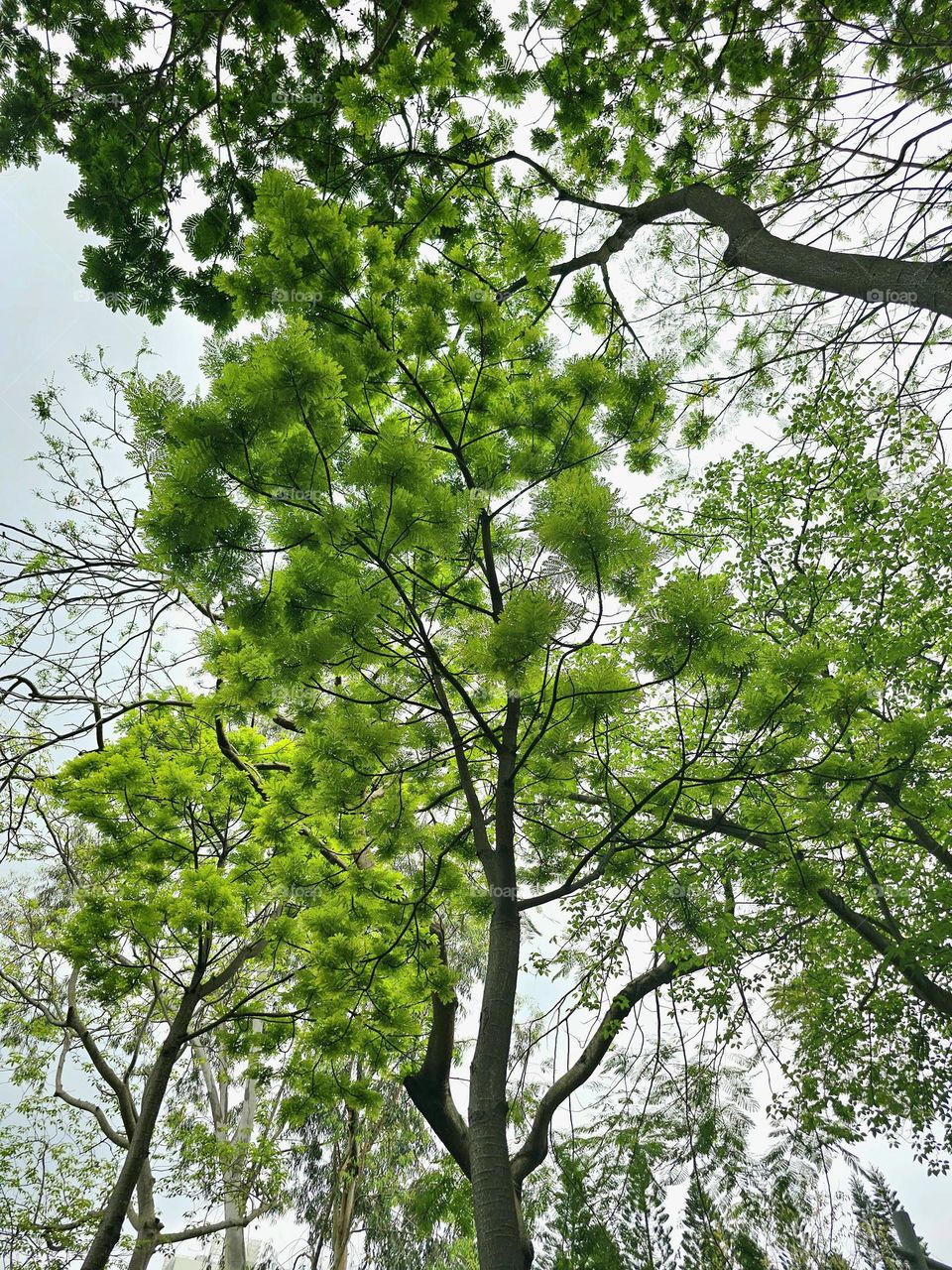 Trees in shades of green at Hong Kong Victoria Park