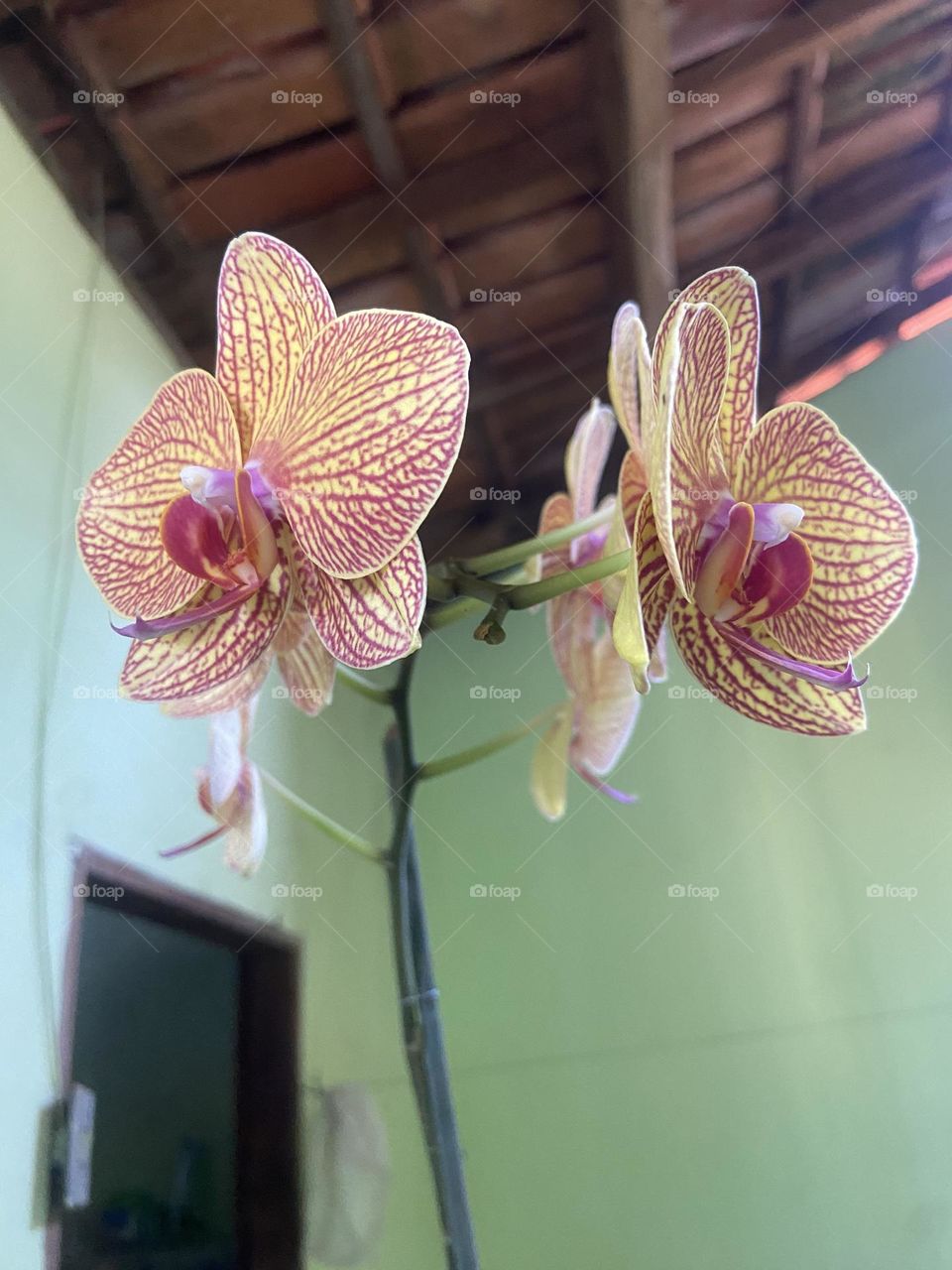 orchids