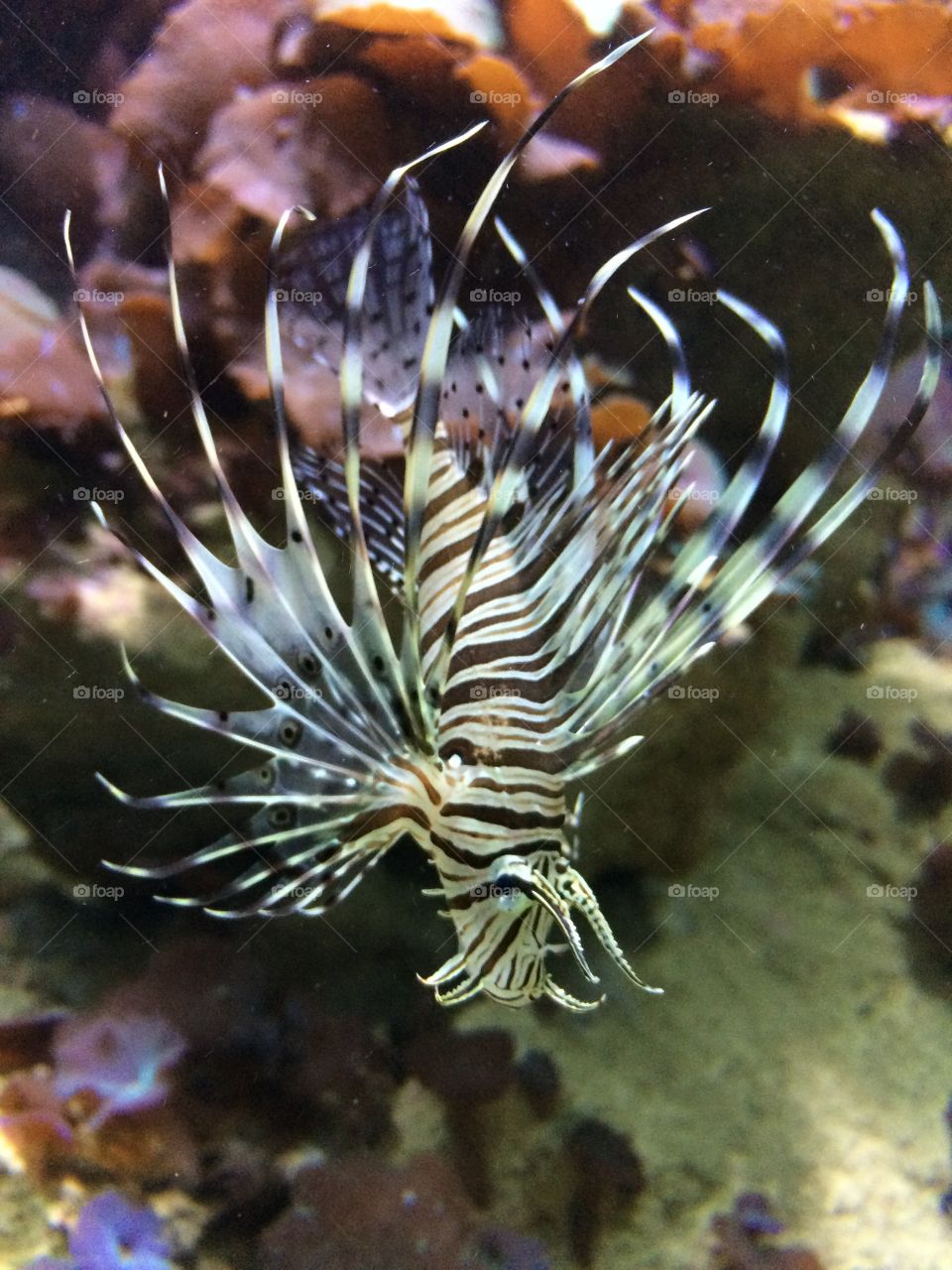 I was at a aquarium a few weeks ago, and it was so beautiful! I think this is a Tigerfish :) 