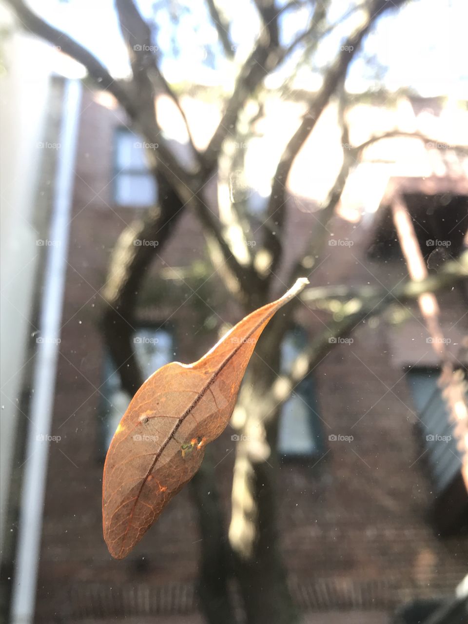 Leaf