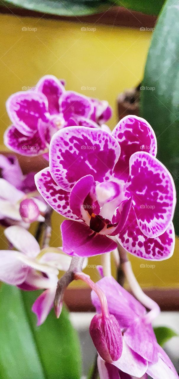 orchid