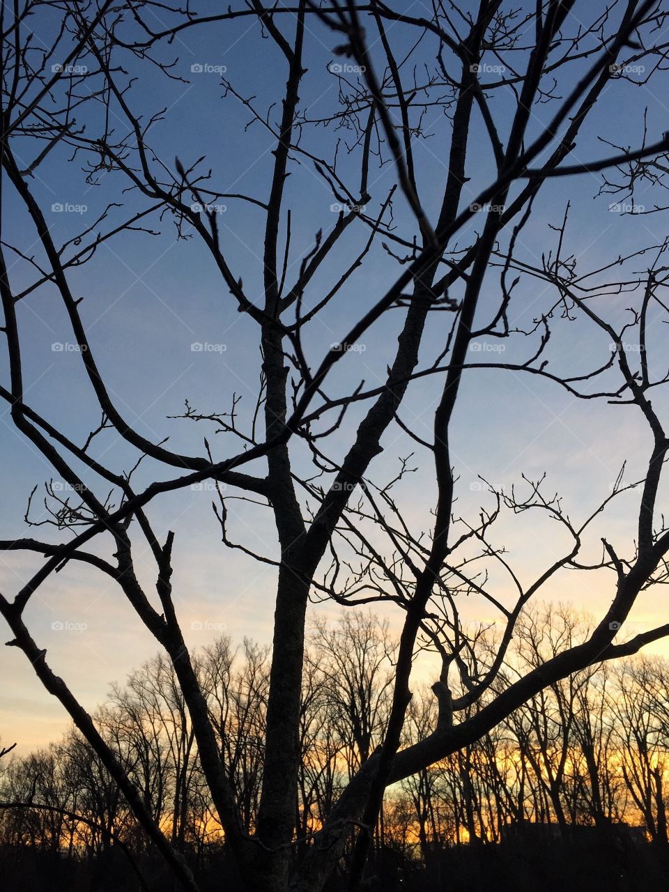 Moody tree at sunset