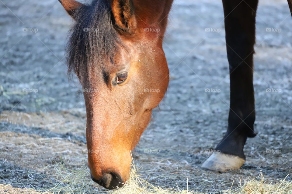 Horse eating 