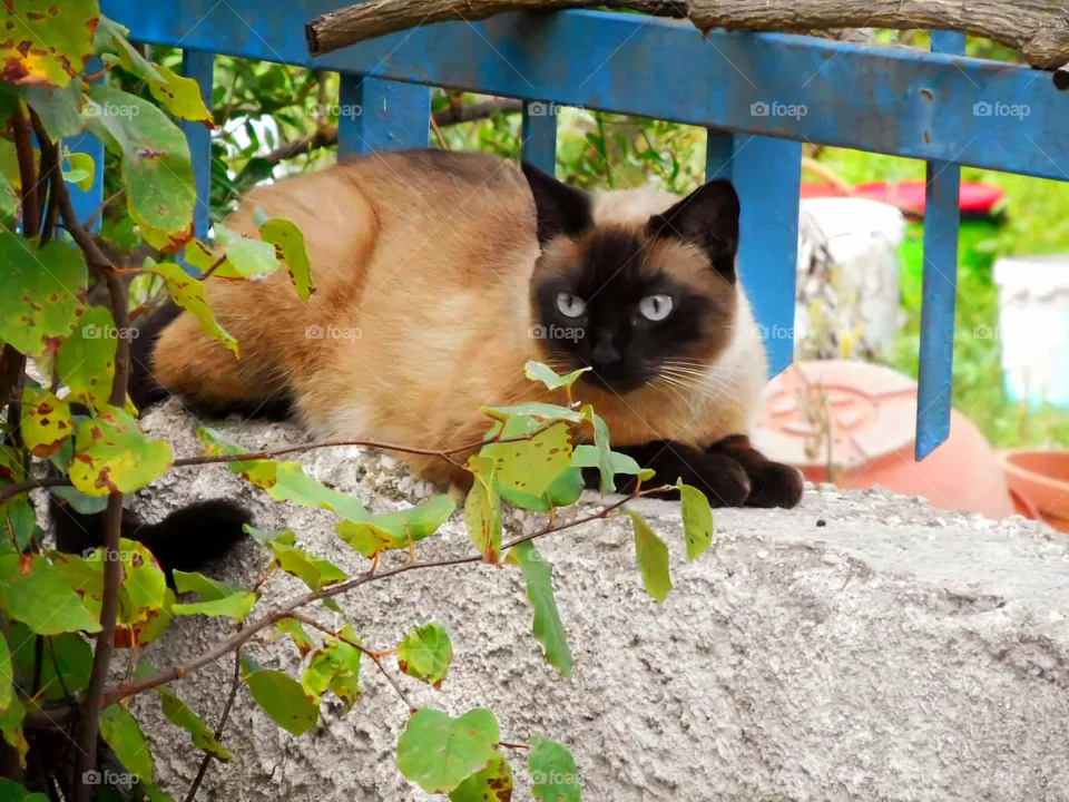 Siamese cat with brown fur relaxing on a wall of a garden of the Italian island of Ischia