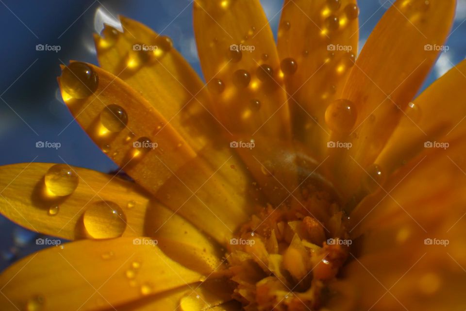 Flower#water#drops#detail#colors