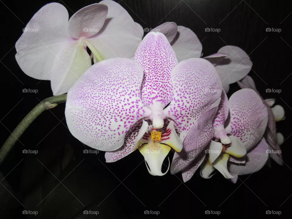 my flower, my phalaenopsis orchid