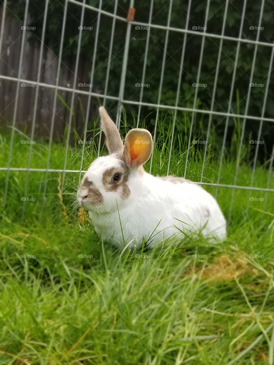 Violet in the great outdoors