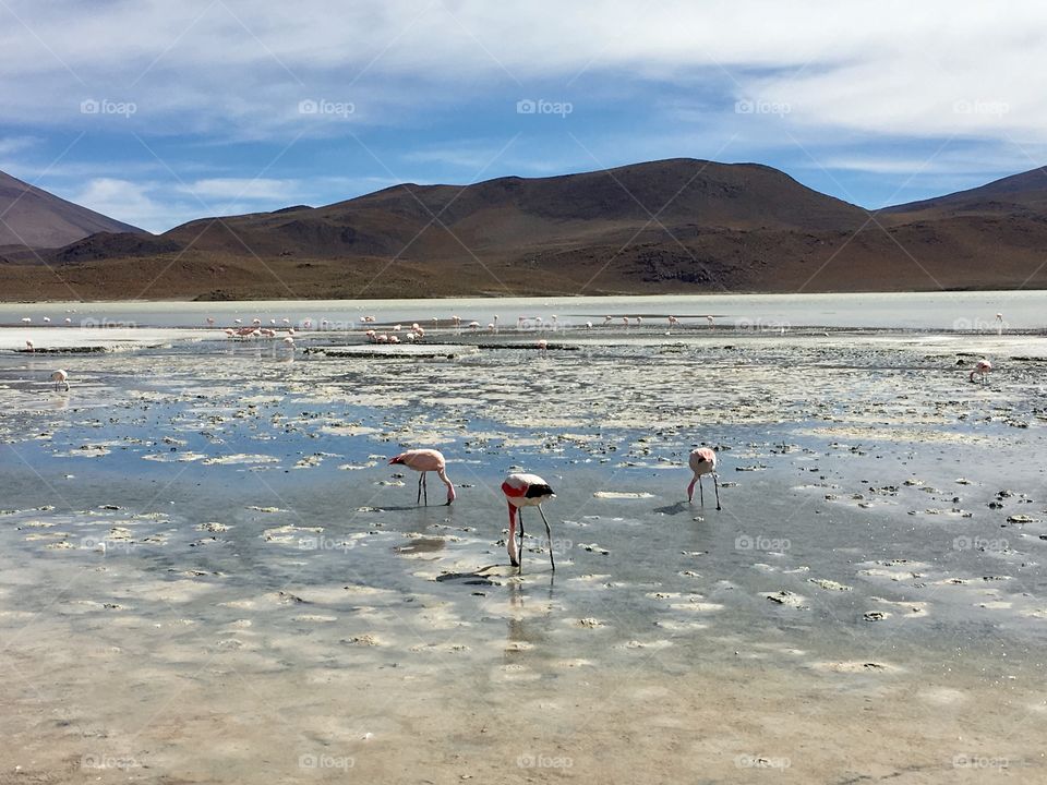 Flamingos, Bolivia