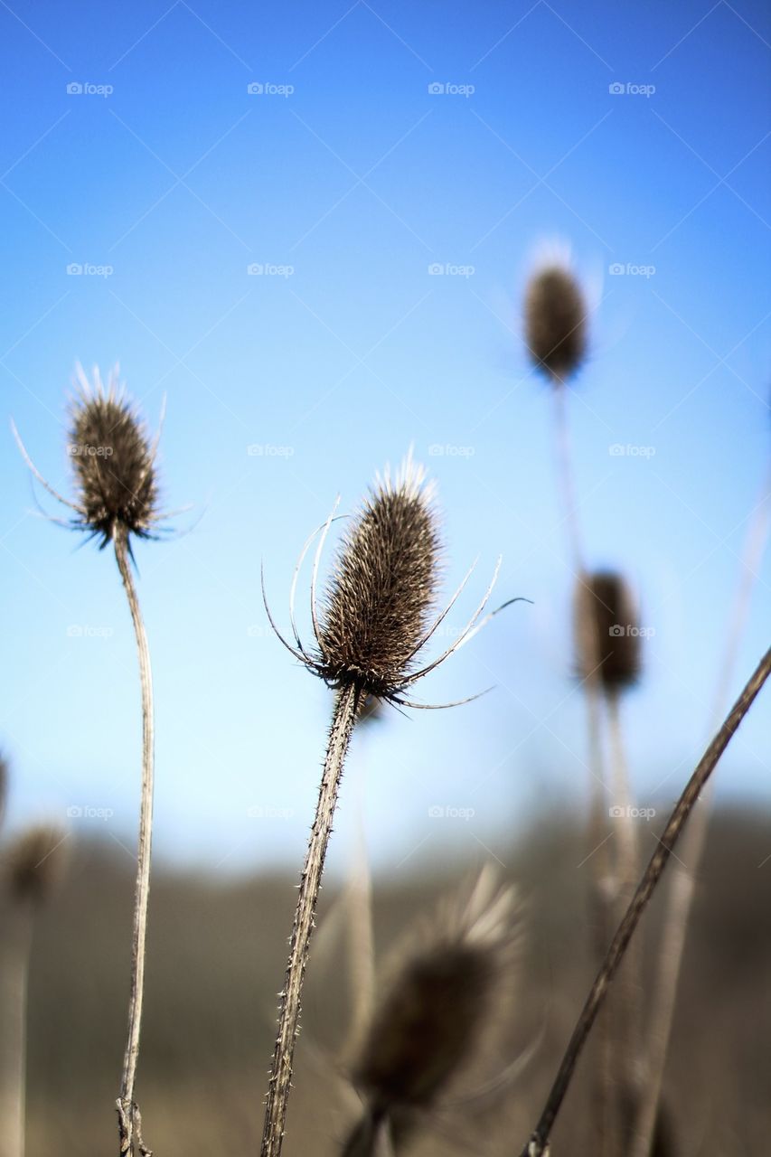 Weeds reaching