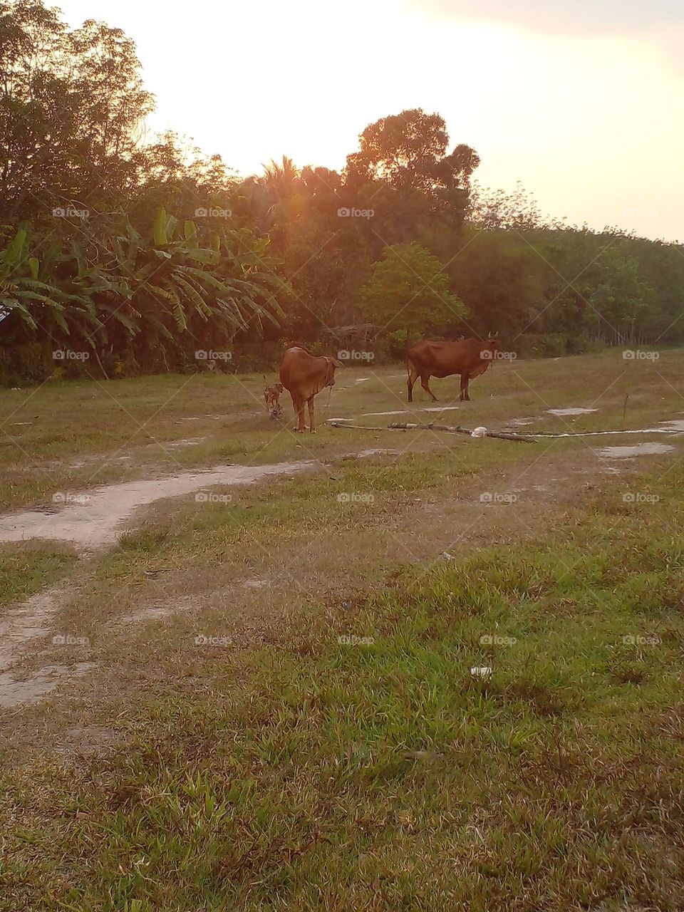 không về hả ông Anh.