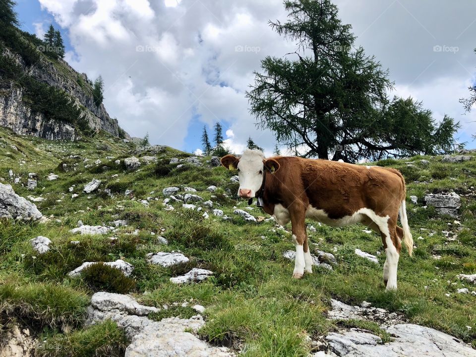 Cow’s portrait - Italy 2018
