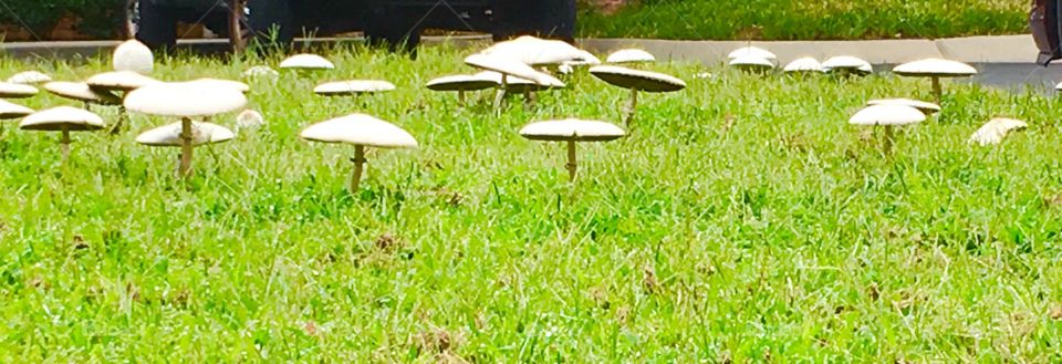 Summertime mushrooms