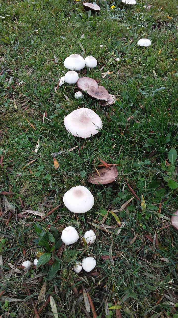 a line of mushrooms